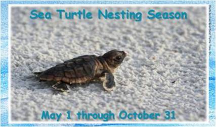 picture of sea turtle hatchling