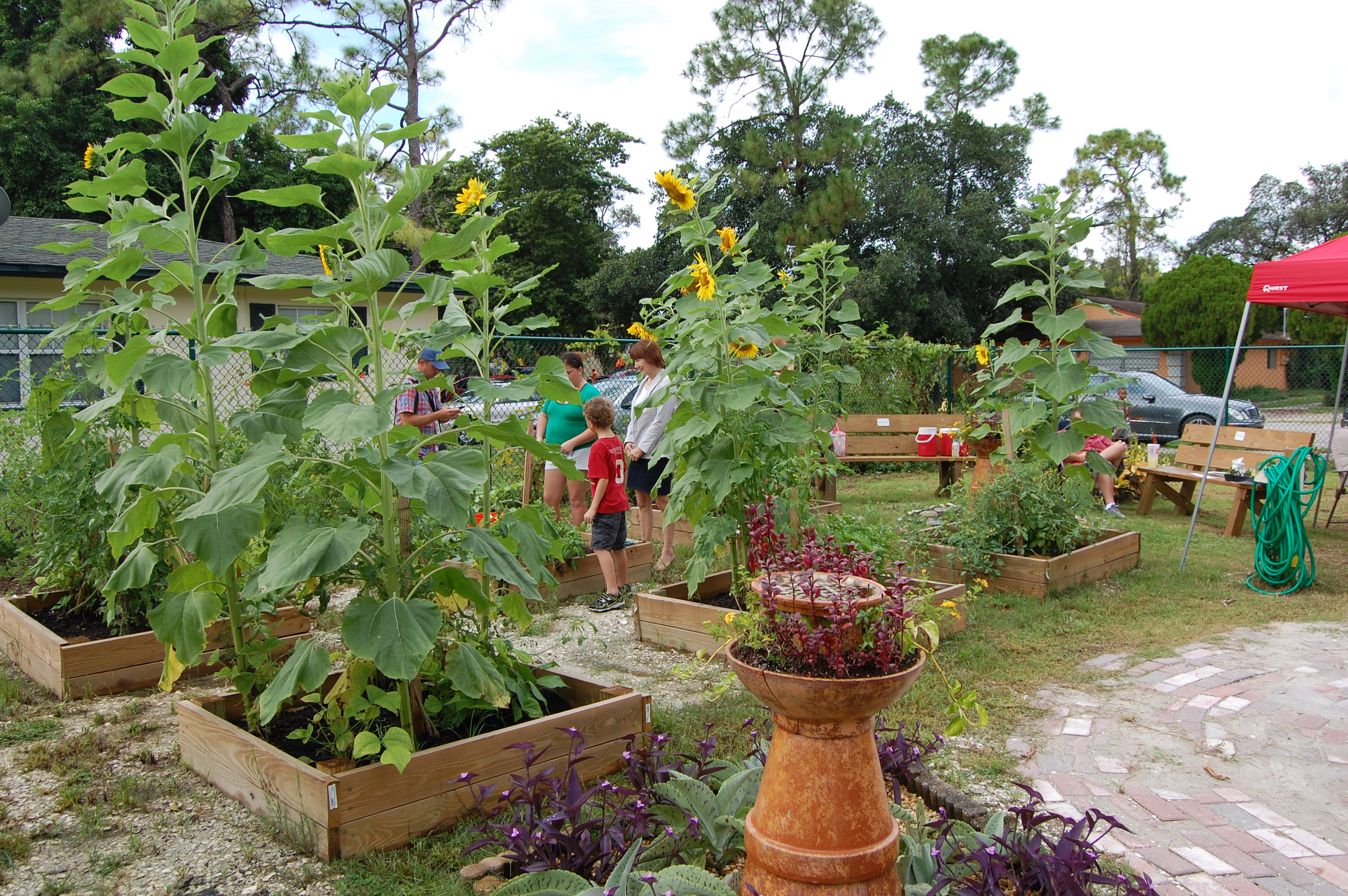Community garden in Pine Manor