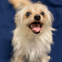 Adoptable Animals