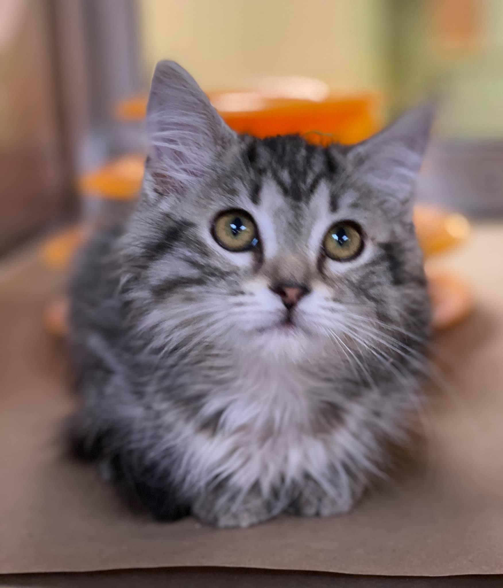 foster1.jpg