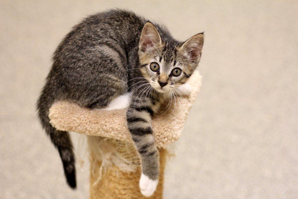 Kitten on scratching post