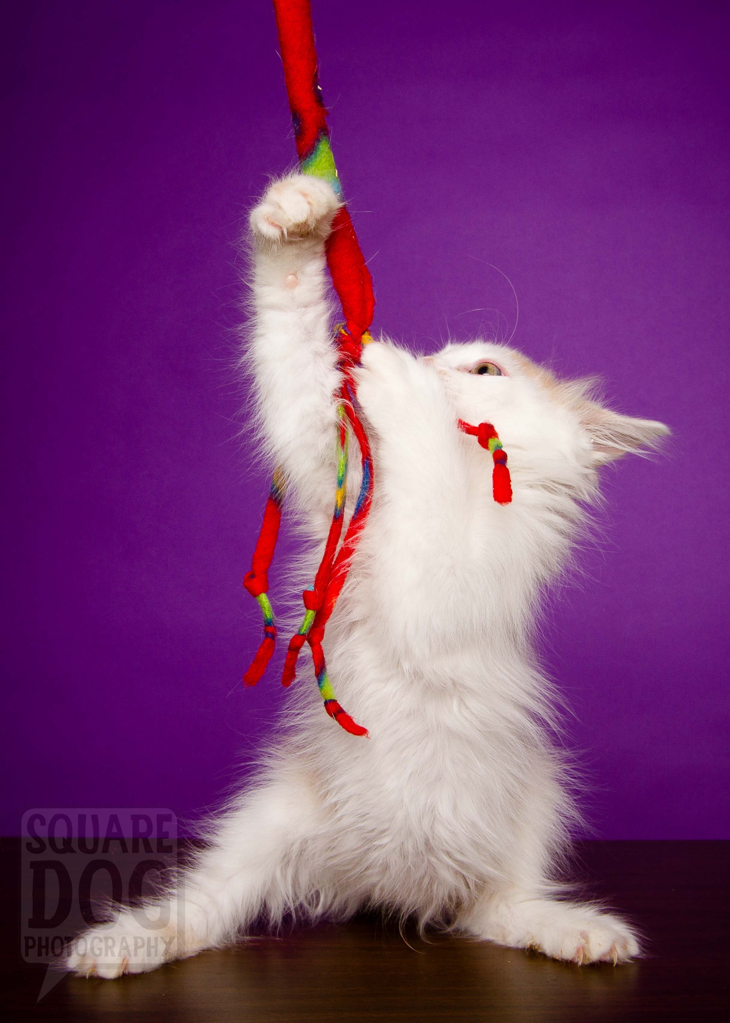 Kitten playing with toy