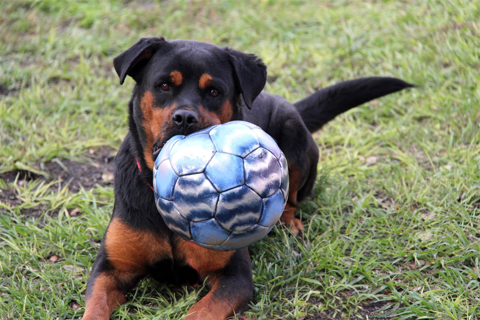 Dog with ball
