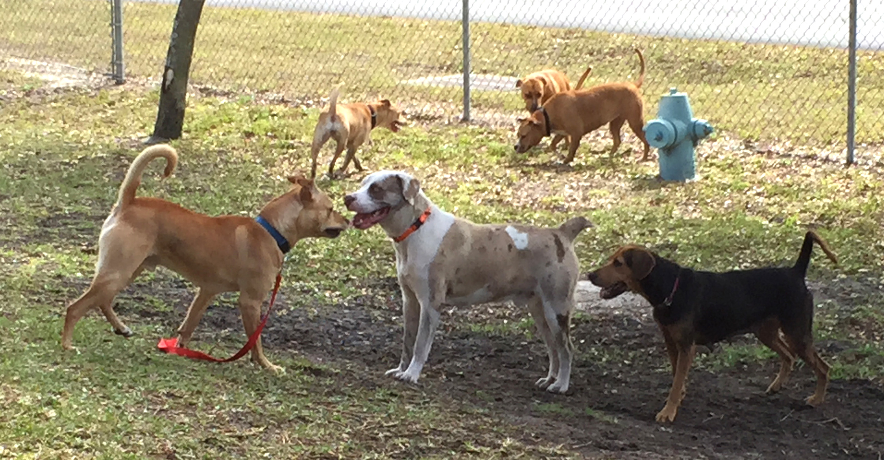 Dogs in play yard