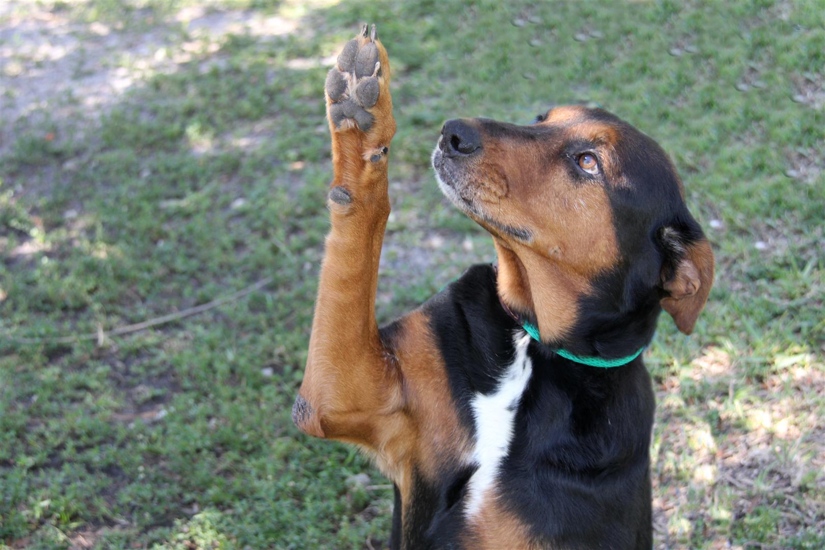 Dog raising a paw