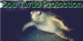 Sea Turtle Protection - picture of sea turtle