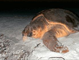 picture of adult sea turtle