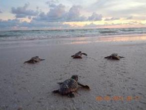 picture of sea turtle hatchlings