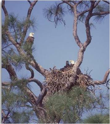 picture of bald eagles in a nest