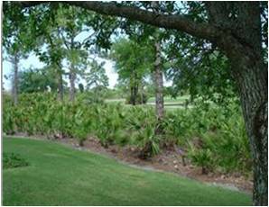 picture of  indigenous native vegetation