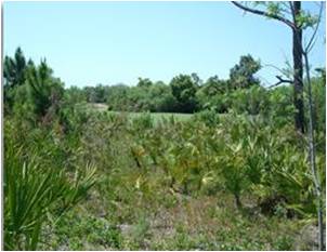 picture of  indigenous native vegetation