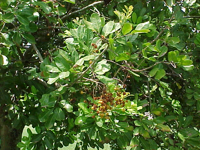 picture of invasive exotic plant species