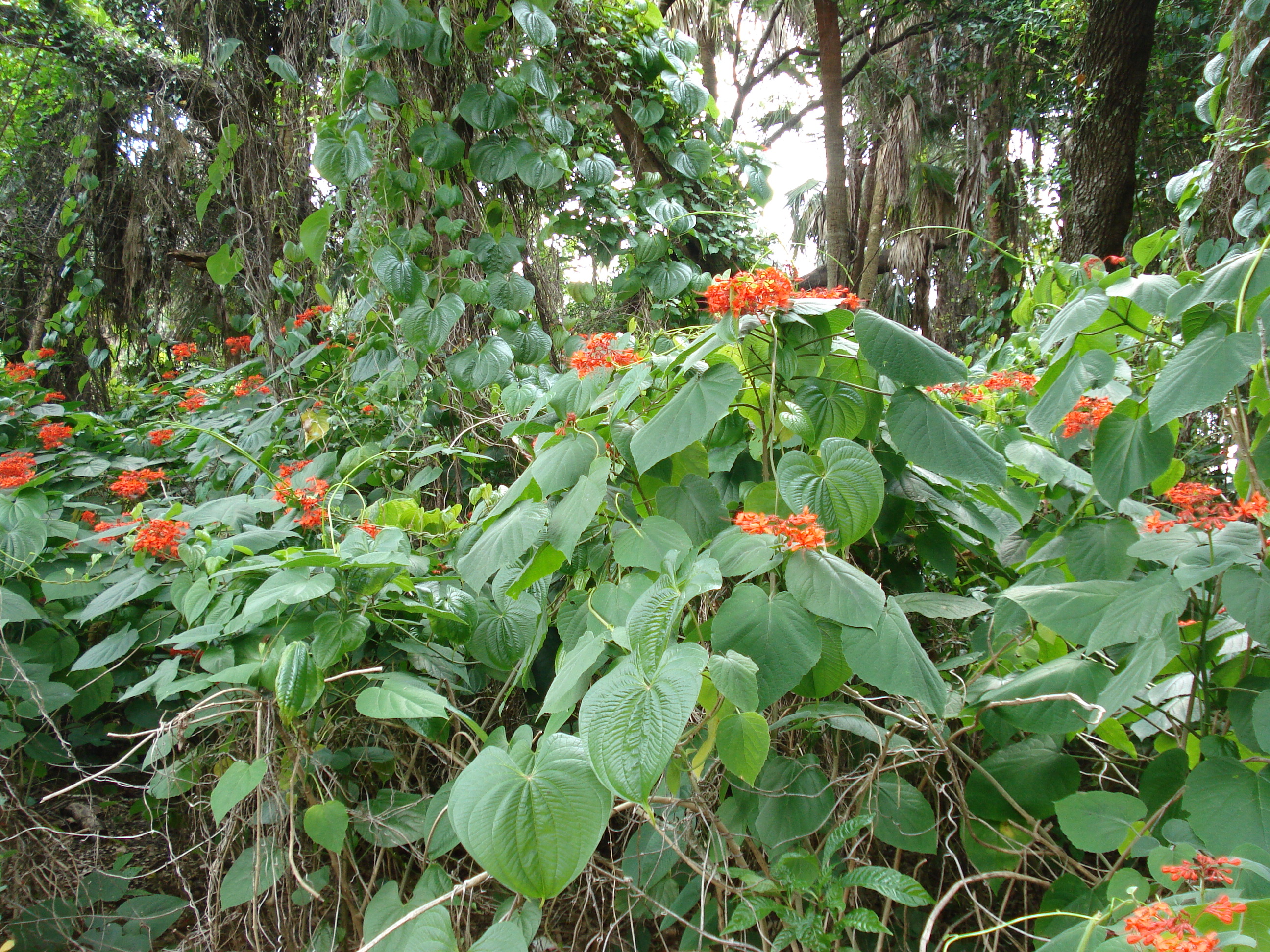 picture of invasive exotic plant species