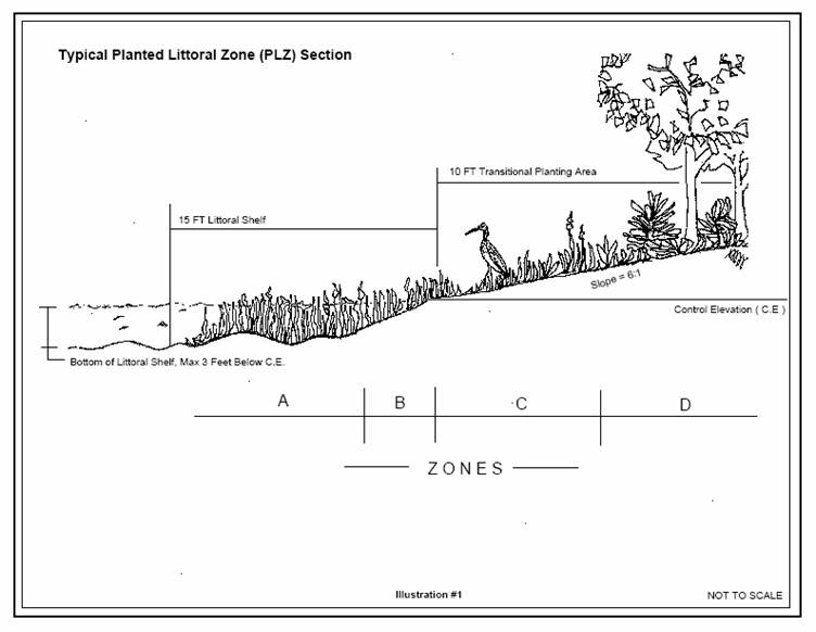Image of Typical Planted Littoral Zone