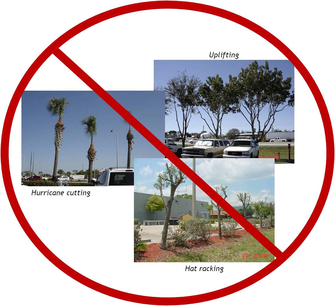 picture of bad tree pruning