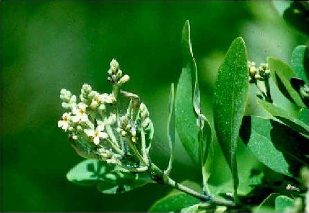 picture of flowers from mangrove