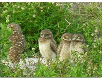 picture of burrowing owls