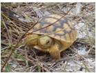picture of juvenile gopher tortoise