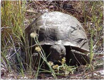 picture of adult gopher tortoise