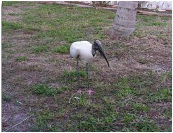picture of wood stork