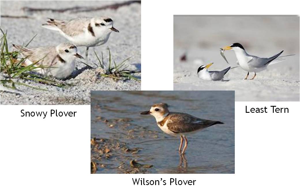 pictures of shorebirds