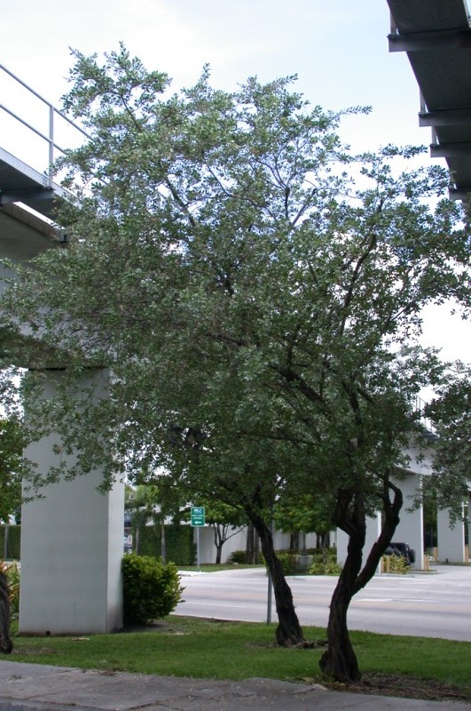 picture of protected tree