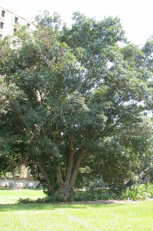 picture of protected tree