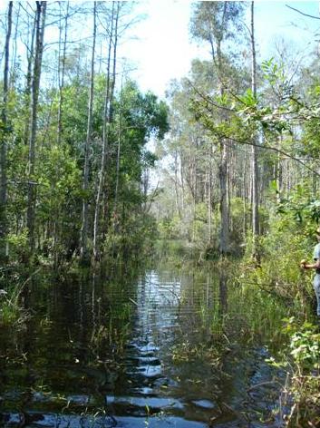 picture of flow way in the wetlands