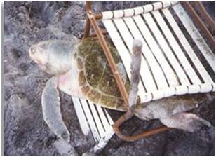 picture of turtle entangled in beach chair