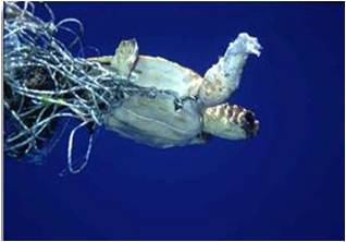 picture of turtle entangled in monofiliament