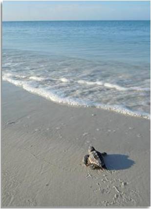 picture of hatchling on shore