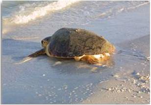 picture of turtle heading into the gulf