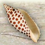 Junonia Shell