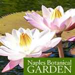 Water Lillys at Naples Botanical Garden