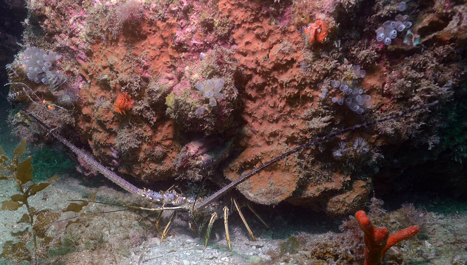 ARC_lobstercrop.jpg