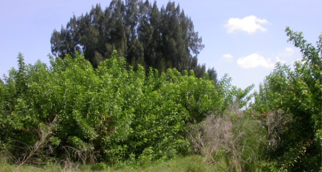 The project focused on the removal of Australian pine and melaleuca, along with other invasive exotic plants. There were three phases to the project, which included the following methods: excavation, hand-felling,​ and herbicide treatment.