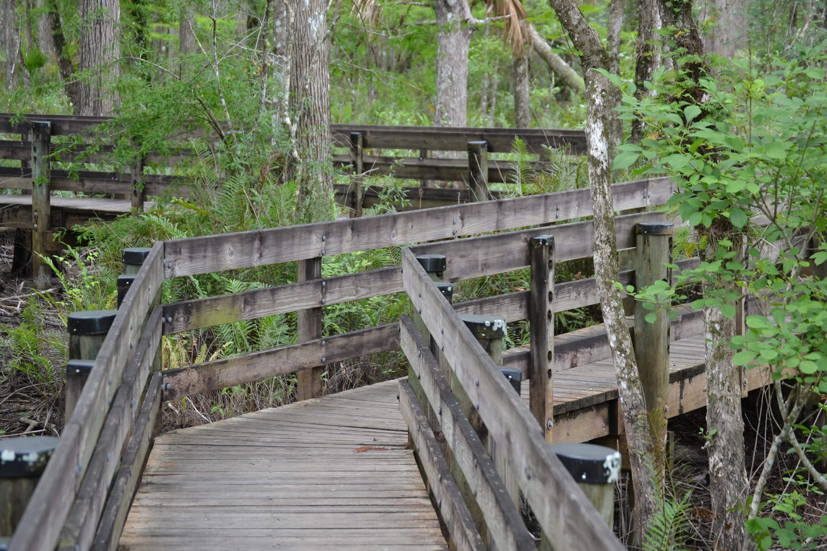 Boardwalk through Six Mile Cypress Slough Preserve
