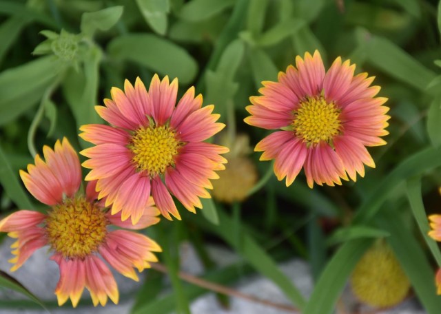 Flowers pink and yellow