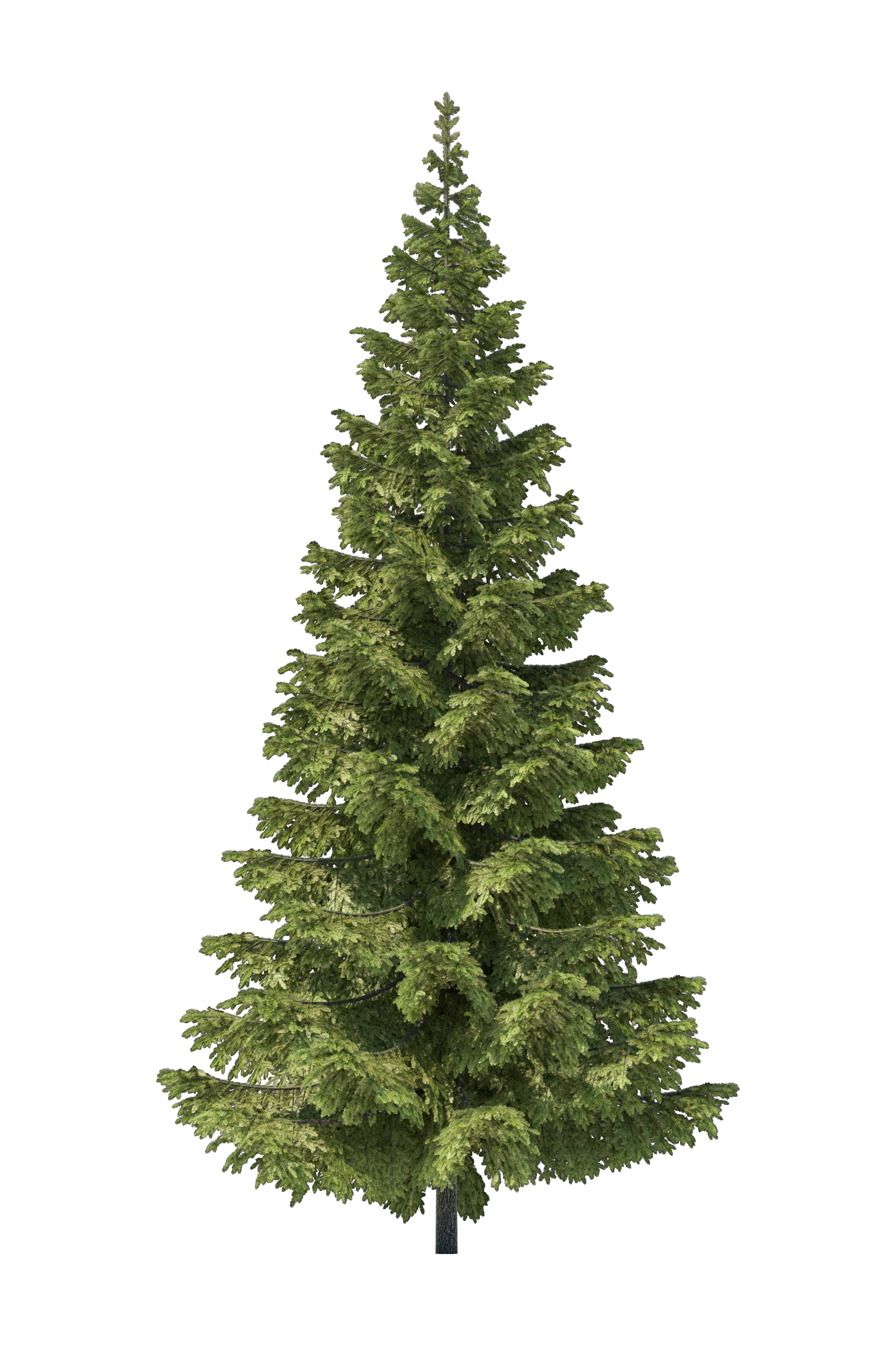 Spruce tree without decorations