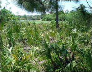 picture of  indigenous native vegetation