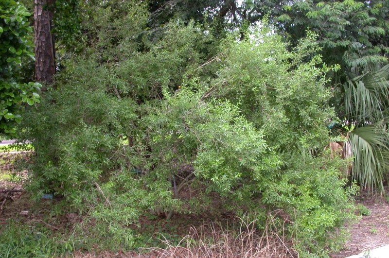 picture of protected tree