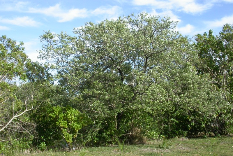 picture of protected tree