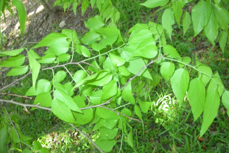 picture of protected tree