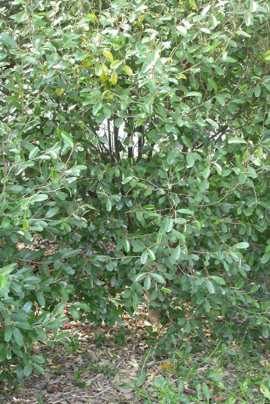 picture of protected tree