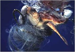 picture of turtle entangled in monofiliament